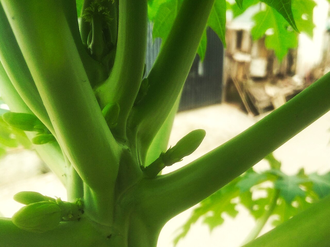 Fresh papaya fruit, a natural source of gentle enzymes